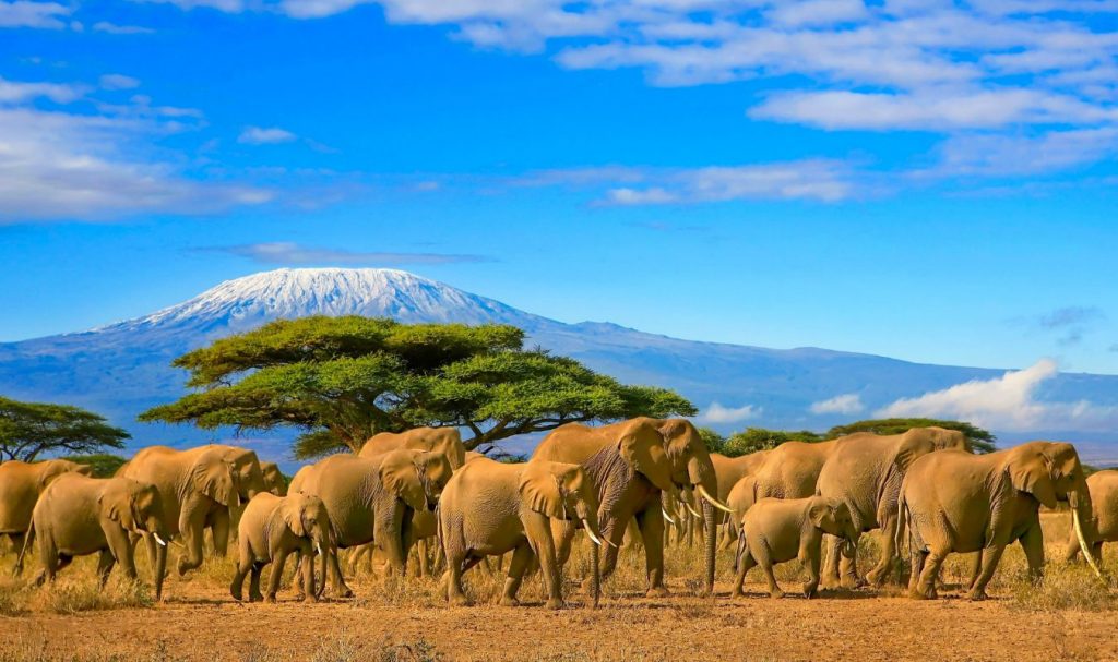 Kenya and Kilimanjaro