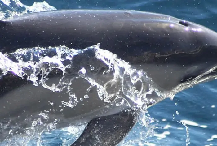 Ambassador Cruise Line and ORCA Pledge